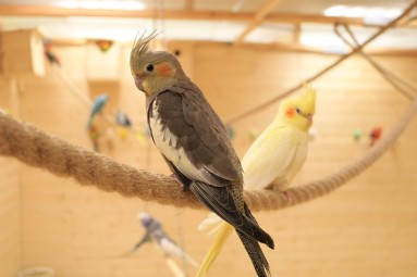 Семейное посещение Papagoide Paradiis #4