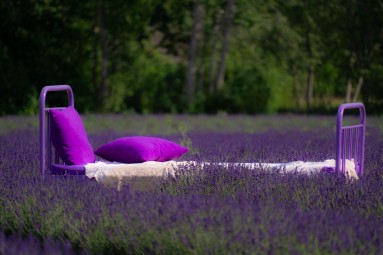 Fotosessioon lavendlipõllul - Sootsu Lavendel #2