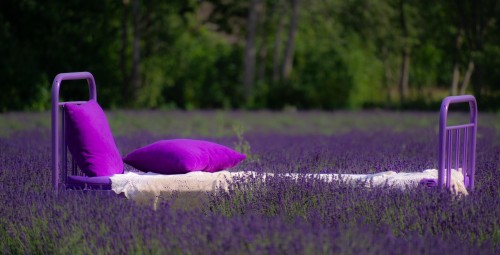 Фотосессия на лавандовом поле - Sootsu Lavendel #2