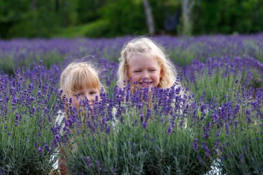 Fotosessioon lavendlipõllul - Sootsu Lavendel #1