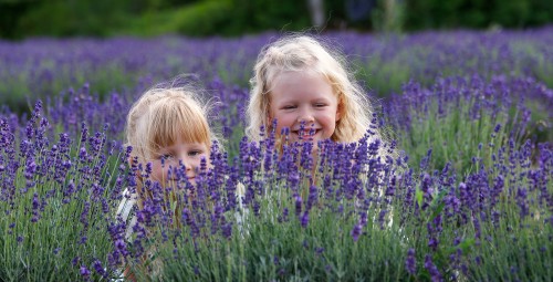 Fotosessioon lavendlipõllul - Sootsu Lavendel #1