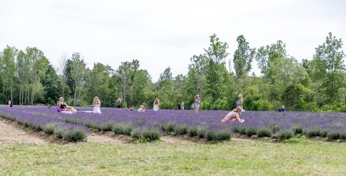 Fotosessioon lavendlipõllul - Sootsu Lavendel #3