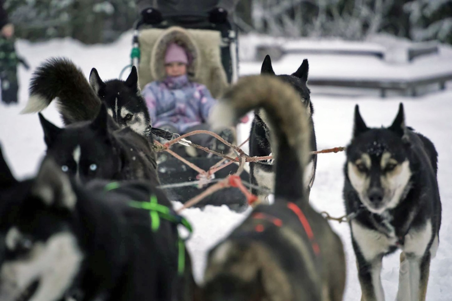 Seiklus kelgukoertega Wiira Talus lapsele ja täiskasvanule