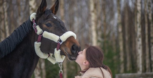 Ratsutamise individuaaltrenn Ecu tallides  #2