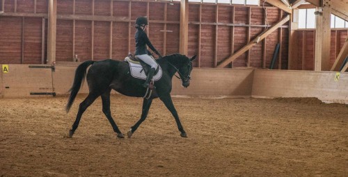 Ratsutamise individuaaltrenn Ecu tallides #3