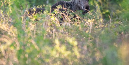 Privaatne looduspuhkus saunaga metsamajas (v.a suveperioodil) R-L #18