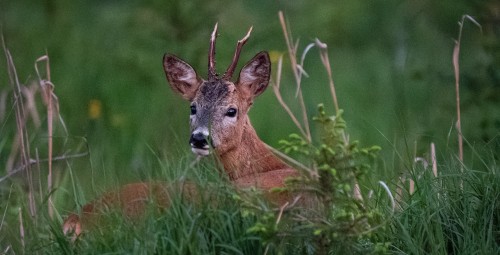 Privaatne looduspuhkus saunaga metsamajas (v.a suveperioodil) R-L #19