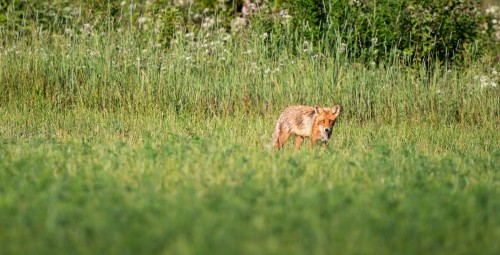 Privaatne looduspuhkus saunaga metsamajas (v.a suveperioodil) R-L #20