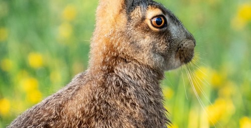 Privaatne looduspuhkus saunaga metsamajas (v.a suveperioodil) R-L #21