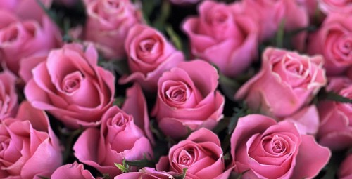 Roosade rooside romantika – 31 Ace Pink roosi #2