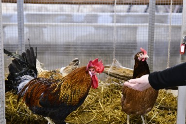 Eesti Põllumajandusmuuseum: „ Peedist Pesumasin: leidlikkus maal“ #6