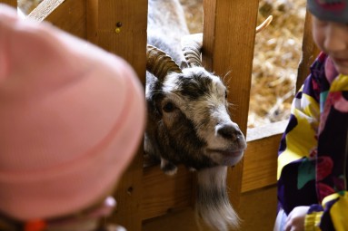 Eesti Põllumajandusmuuseum: „ Peedist Pesumasin: leidlikkus maal“ #5