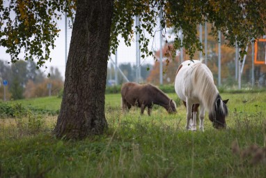 Eesti Põllumajandusmuuseum „Taluloomadega sõbraks“ #3