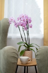 Korrastuskogemus “Kergus sinu ruumis” | Standardpakett #5