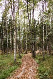 Jalgsisafari giidi ja metsapiknikuga Toosikannu Looduspargis #7