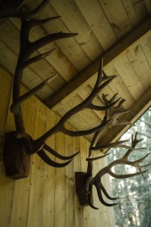 Jalgsisafari giidi ja metsapiknikuga Toosikannu Looduspargis #9