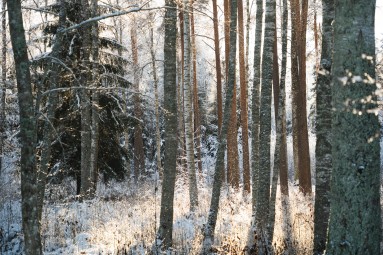 Jalgsisafari giidi ja metsapiknikuga Toosikannu Looduspargis #10