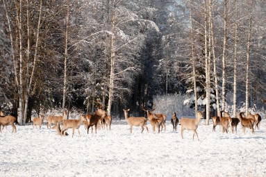 Jalgsisafari giidi ja metsapiknikuga Toosikannu Looduspargis #6