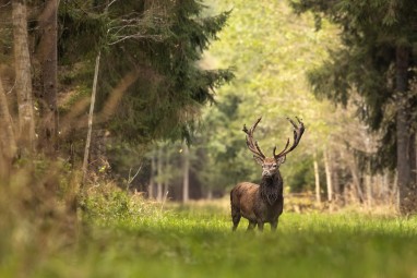 Jalgsisafari giidi ja metsapiknikuga Toosikannu Looduspargis #14