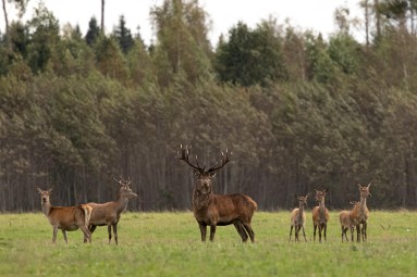 Jalgsisafari giidi ja metsapiknikuga Toosikannu Looduspargis #15