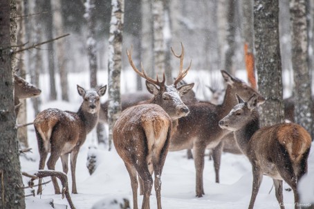 Jalgsisafari giidi ja metsapiknikuga Toosikannu Looduspargis