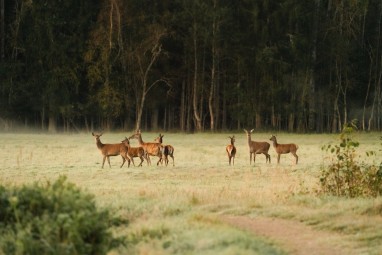 Oma autoga ulukisafari Toosikannu Looduspargis #7