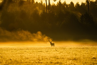 Oma autoga ulukisafari Toosikannu Looduspargis #2