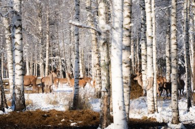 Oma autoga ulukisafari Toosikannu Looduspargis #8