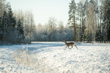 Oma autoga ulukisafari Toosikannu Looduspargis #9