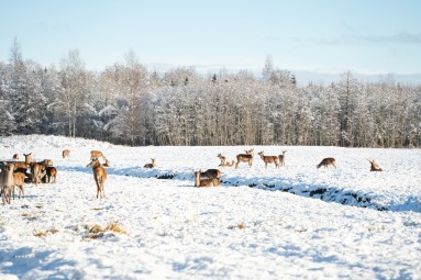 Oma autoga ulukisafari Toosikannu Looduspargis #10