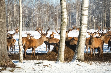 Oma autoga ulukisafari Toosikannu Looduspargis #5