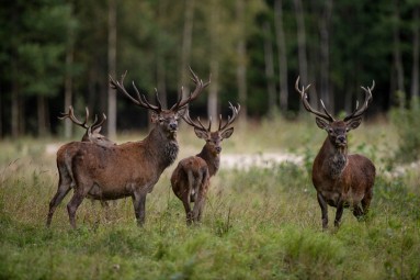 Oma autoga ulukisafari Toosikannu Looduspargis #11