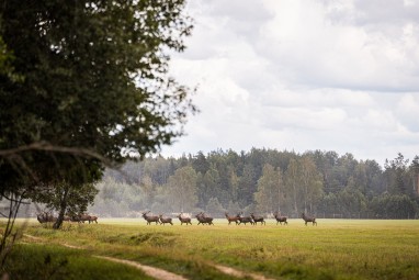 Oma autoga ulukisafari Toosikannu Looduspargis #12