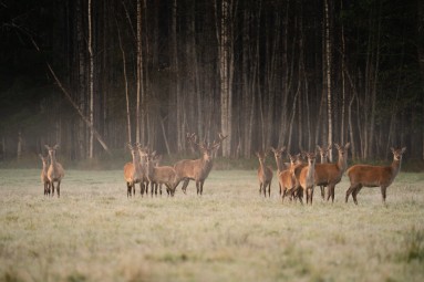 Oma autoga ulukisafari Toosikannu Looduspargis #13