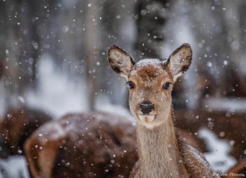 Oma autoga ulukisafari Toosikannu Looduspargis #14