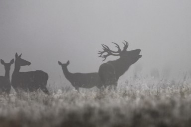 Oma autoga ulukisafari Toosikannu Looduspargis #15