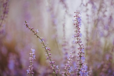 Signe Seebid siidine lavendli pediküür #5